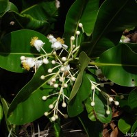 Calophyllum inophyllum L.